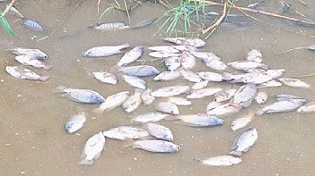 Residents of nearby Islamnagar Colony and Eidgah Colony collected fish found along the riverbank.