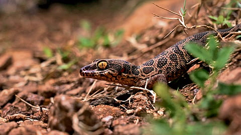 Rare Jeypore ground gecko found
in bauxite reserve