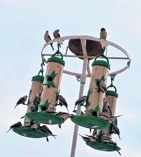 Khan, who runs a consultancy firm in the city, has turned his rooftop into a haven for birds by setting up feeders and water pots.