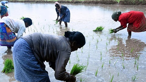 Organic carbon helps soil retain moisture, supports microbial activity and improves nutrient cycling.
