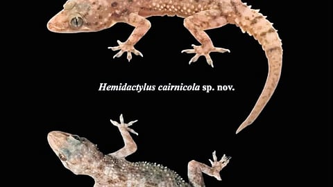 Hemidactylus cairnicola (above) and
H koyaorum (below)