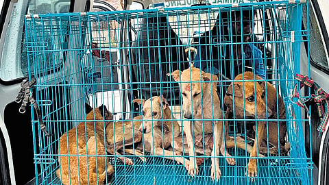 Animal rescuers and members of the Tamil Nadu Animal Welfare Board with the help of police shifted the dogs to two shelters for necessary care.