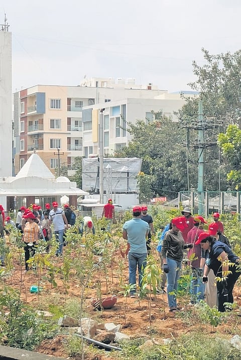 Volunteers plant saplings around the reclaimed Kasturinagar Lake as part of efforts to revive its ecosystem