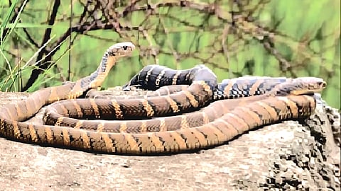The species was first recorded in the western Himalaya at Bhimtal, near Nainital, in 2006.