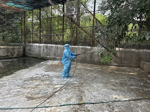 The zoo reported the deaths of seven water birds between October 3 and 9, including four painted storks, one grey pelican, one grey heron and one darter.