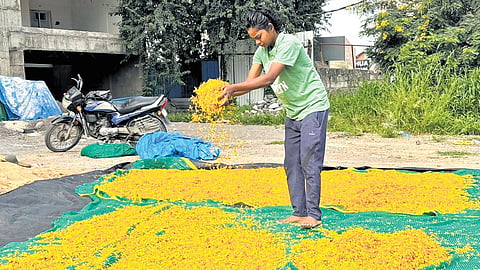 A girl spreads flower petals for drying, in Malkajgiri on Saturday, for manufacturing various eco-friendly products