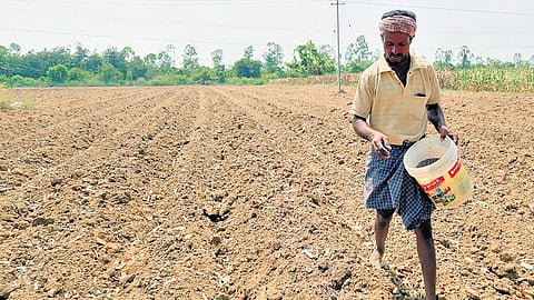 Farmer Prashanth of Chikkadanavandi village in Shivamogga taluk applies fertiliser to his watermelon crop.