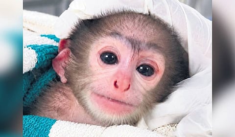 The baby Gray langur.