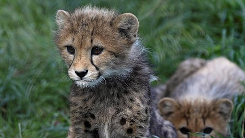 The male cub, born to South African female Nirva, was rescued in critical condition from the forests of Sheopur district, which borders Kuno National Park (KNP), on Sunday.