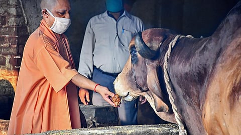 UP CM Yogi Adityanath feeds jaggery to cows at a shelter in the premises of Gorakhpur Temple.