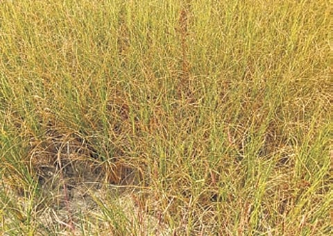 Affected paddy crops in Saunamura village under Balishankara block