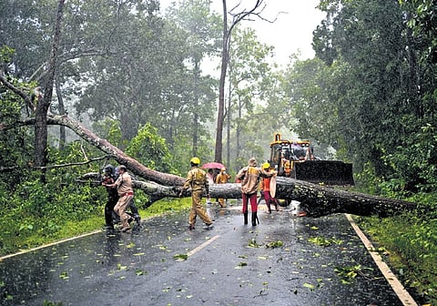 An uprooted tree being removed from Mohana-Chandragiri road in Gajapati