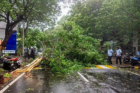 An uprooted tree lies as Cyclone Arnab makes landfall.