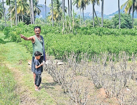 A farmer stands on his land where he grows mulberry plants in Ramanagara. Mulberry cultivation has taken a hit this year owing to a poor monsoon.