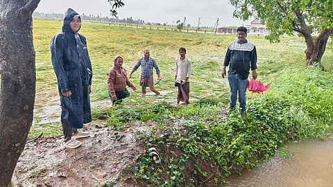 The flattened paddy crop in an agricultural field in Polavaram.