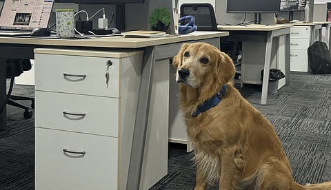 Golden Retriever