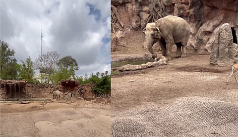Wild Elephant