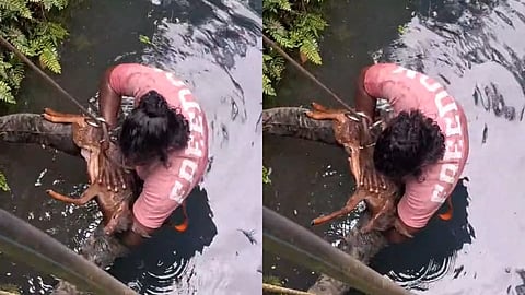 മാന് കുഞ്ഞിന് സിപിആർ നല്കുന്നു