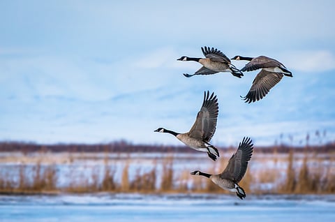 Birds