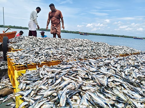 Sardine Availabilit