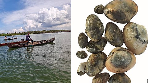 അഷ്ടമുടിക്കായലിലെ പൂവന് കക്ക പുനരുജ്ജീവനം; മൂന്ന് മാസത്തേക്ക് കക്കവാരല് നിരോധിക്കണമെന്ന് ആവശ്യം