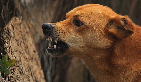 Stray dog attack