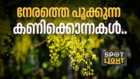 നേരത്തെ പൂക്കുന്ന കണിക്കൊന്നകള്..