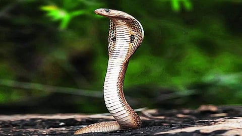 9 people were bitten by snakes in the state yesterday