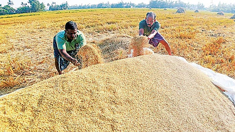 Rice procurement in the state fails again