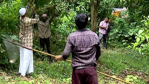 മധുരമില്ലാത്ത മാമ്പഴക്കാലം; പശ്ചിമേഷ്യയിലെ യുദ്ധത്തില് വലഞ്ഞ് പാലക്കാട്ടെ കര്ഷകരും