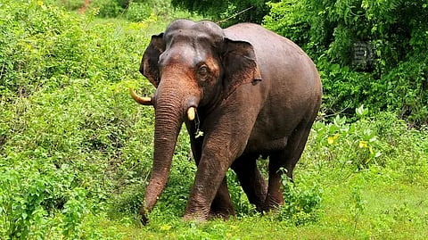 പ്രതീകാത്മക ചിത്രം