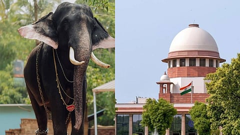 Supreme Court orders fine for using elephant for commercial purposes