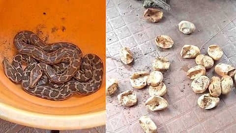മലമ്പാമ്പുകളുടെ താവളം