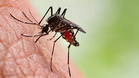 കോഴിക്കോട് വീണ്ടും മലമ്പനി; രോഗബാധ 63കാരന്
