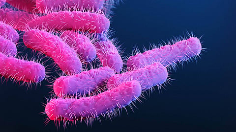 Kerala in fear of pandemic