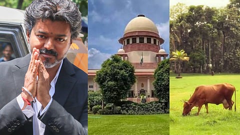 വിജയ് സർക്കാരിന് ആശ്വാസം; തമിഴ്നാട്ടിൽ ഗോവധത്തിന് നിരോധനമില്ല, മദ്രാസ് ഹൈക്കോടതി ഉത്തരവ് സ്റ്റേ ചെയ്ത് സുപ്രീംകോടതി