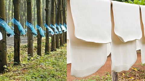 Rubber support price set at Rs. 250