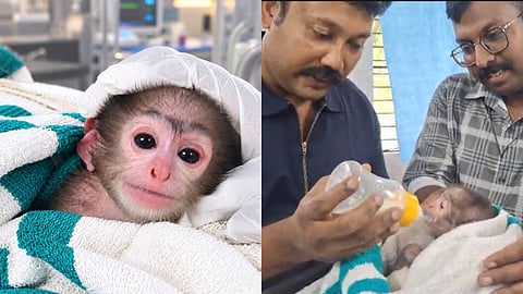പ്രസവത്തിനിടെ തള്ളക്കുരങ്ങ് ചത്തു, ഒറ്റപ്പെട്ട ഹനുമാൻ കുരങ്ങിന്റെ കുഞ്ഞിന് തണലായി സിംഹക്കുട്ടികളെ രക്ഷിച്ച ദൗത്യസംഘം