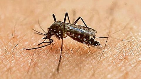 ഇന്ന് ലോക കൊതുക് ദിനം; അറിയാം ചരിത്രവും പ്രാധാന്യവും