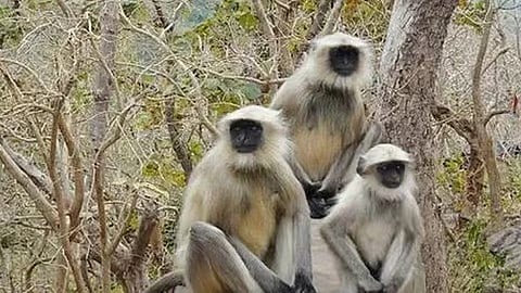 വിശപ്പ് സഹിക്കാൻ പറ്റിയില്ല: മൃഗശാലയിൽ നിന്ന് ചാടിപ്പോയ രണ്ടു ഹനുമാൻ കുരങ്ങുകൾ തിരിച്ച് കൂട്ടിലെത്തി