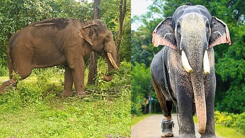സിനിമ ഷൂട്ടിങ്ങിനെത്തിച്ച ആന കാട്ടിലേക്ക് ഓടിക്കയറി; സംഭവം ഭൂതത്താന്കെട്ടിന് സമീപം