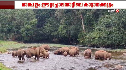 മഴ മാറി, മാങ്കുളം ആനക്കുളത്തെ ആനക്കാഴ്ചകള് കാണാം