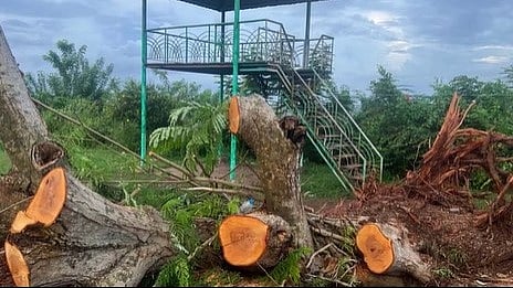 എയർപോർട്ട് അതോറിറ്റിയുടെ കത്ത് മറയാക്കി; ചിത്രാഞ്ജലി സ്റ്റുഡിയോയിൽ അനധികൃത മരംമുറി