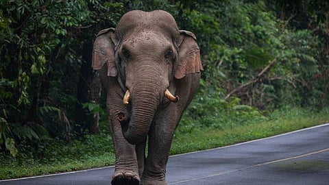 അടങ്ങാത്ത കാട്ടാനക്കലി; തിരുവനന്തപുരത്തും മരണം; മൂന്ന് ജില്ലകളില് പൊലിഞ്ഞത് മൂന്ന് ജീവന്