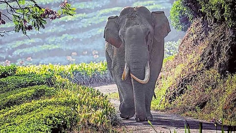 മൂന്നാറിൽ ബൈക്ക് യാത്രക്കാരിയെ എടുത്തെറിഞ്ഞ് പടയപ്പ; തൃശൂർ സ്വദേശിയുടെ ഇടുപ്പെല്ല് പൊട്ടി