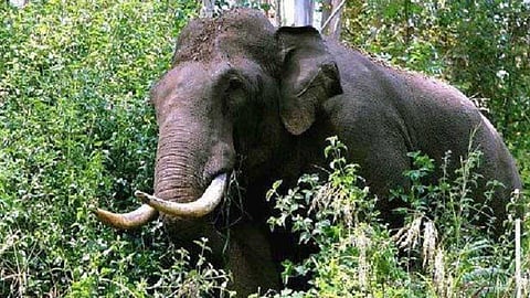 പുത്തുമലയില് എട്ട് വര്ഷത്തിനിടെ കാട്ടാന ആക്രമണത്തില് കൊല്ലപ്പെട്ടത് ആറ് പേര്; നടക്കും മാറാതെ തോട്ടം മേഖല