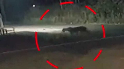 തലപ്പുഴയിൽ വീണ്ടും കടുവ സാന്നിധ്യം; കടുവയുടെ ചിത്രം വനം വകുപ്പിന്റെ നിരീക്ഷണ ക്യാമറയിൽ: ഭീതിയോടെ നാട്ടുകാർ