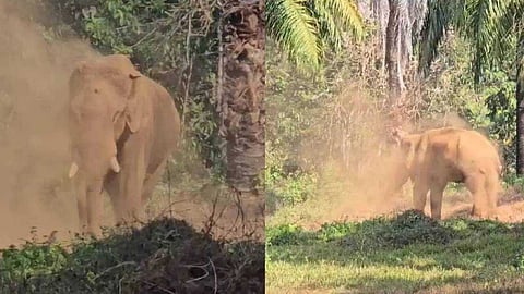 രക്ഷാദൗത്യം വിഫലമായി; മസ്തകത്തില് മുറിവേറ്റ കൊമ്പന് ചരിഞ്ഞു