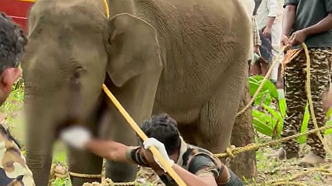 കണ്ണൂരിൽ മയക്കുവെടി വെച്ച് പിടികൂടിയ കുട്ടിയാന ചരിഞ്ഞു; പരിക്കേറ്റത് പന്നിപ്പടക്കം പൊട്ടി