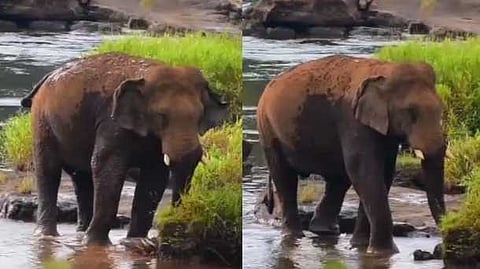 ഏഴാറ്റുമുഖം ഗണപതി അതിരപ്പിള്ളിക്കാരുടെ പ്രിയപ്പെട്ട കാട്ടാന; ചികിത്സയൊരുക്കാന് വനംവകുപ്പ്